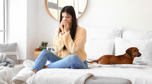 Controlling Pet Allergies in the home.